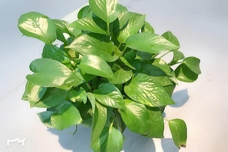 裝修新房如何除甲醛？